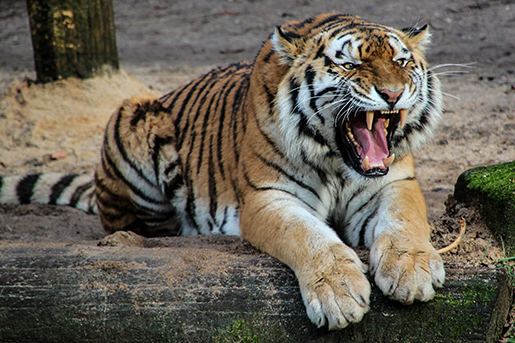 Eerste aankoop Tigers of Dividendpagina